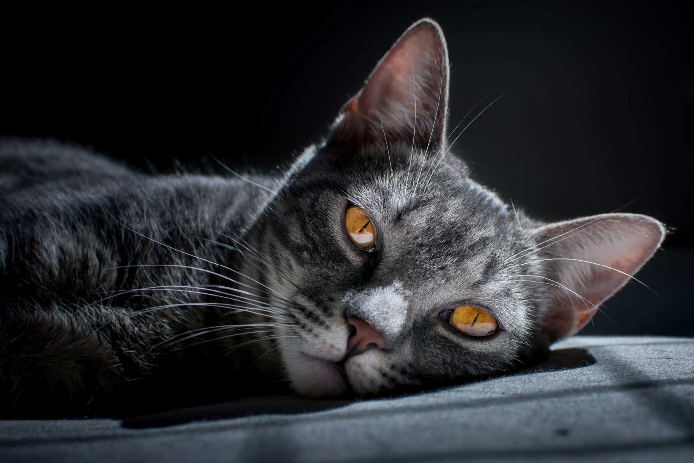 cat