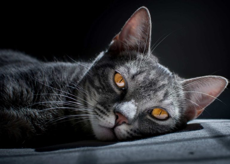 cat